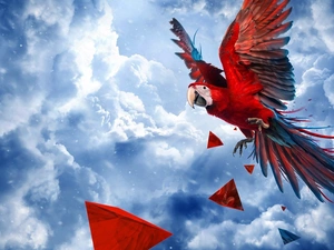 parrot, Geometric Solids, Sky, ara
