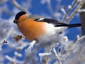 twig, Gil, A snow-covered