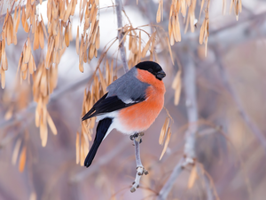 Bird, Twigs, leaves, Gil