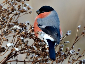 Bird, dry, Twigs, Gil