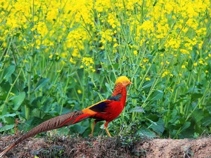 Golden Pheasant, rape