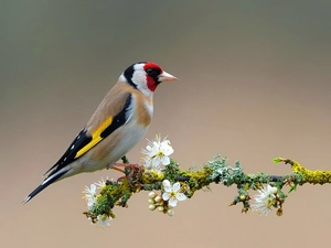 color, twig, Flowers, goldfinch