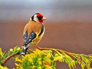 goldfinch, twig