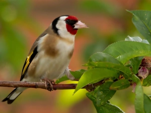 goldfinch, twig