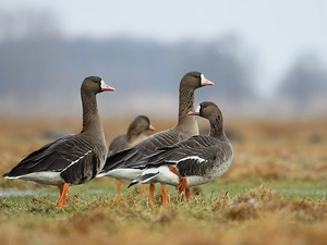 goose, White-fronted