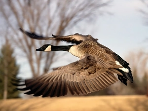 goose, Canadian Goose