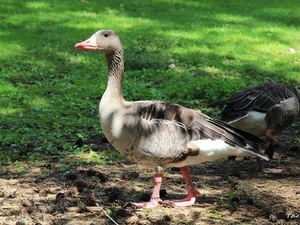 goose, greylag