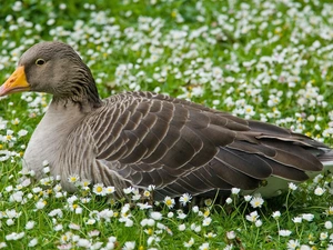 goose, Meadow