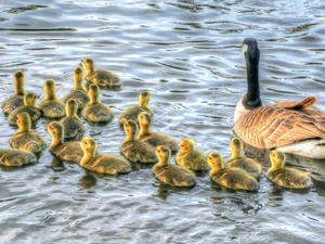 mother, young, water, goose