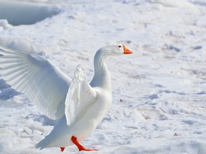 goose, winter, snow