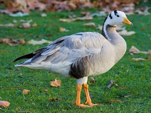 Goose Tibetan