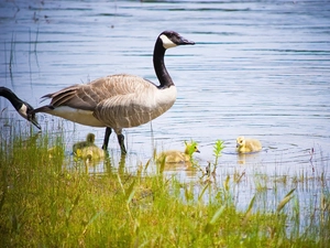 water, geese, Canadian Goose