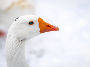 goose, Bird, White