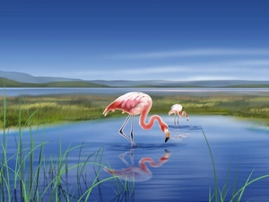 lake, Flamingos, 2D Graphics, Two cars