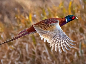 graphics, Bird, pheasant
