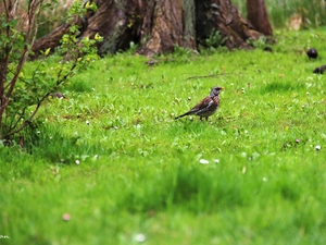 grass, fieldfare, Bird