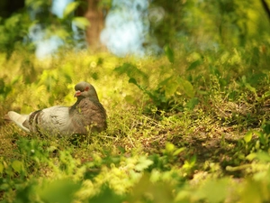 grass, pigeon, Bird