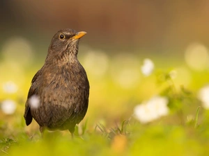 grass, Bird, Blackbird