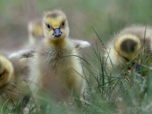 grass, geese, chick