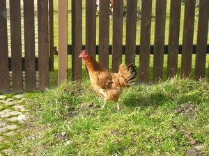 chicken, wooden, Fance, grass
