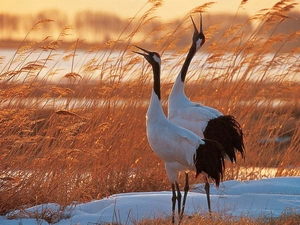 dry, cranes, blur, grass