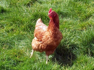 grass, chicken, Green