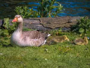 geese, grass, greylag, young, goose