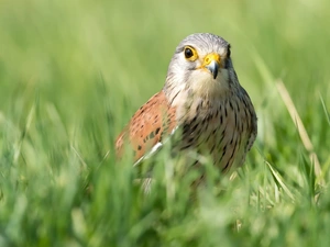 grass, Bird, kestrel