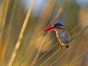 grass, Bird, kingfisher