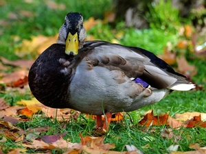 grass, duck, Leaf