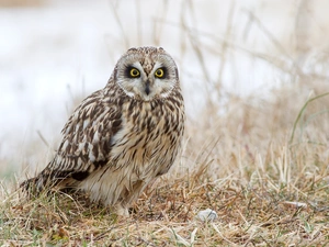 grass, owl, Owl