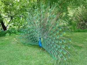 peacock, trees, viewes, grass