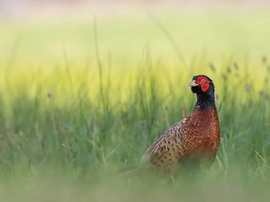 grass, Bird, pheasant
