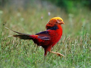 grass, Red, pheasant
