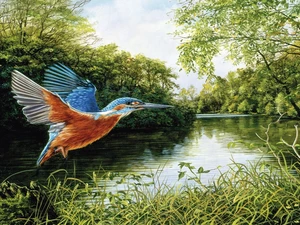 trees, kingfisher, River, grass, Bird, viewes, graphics