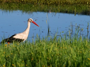 grass, stork, River