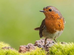 grass, Bird, robin