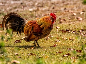 rooster, dry, Leaf, grass