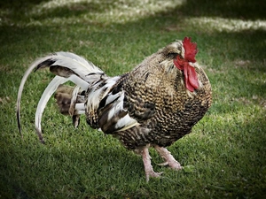 grass, rooster