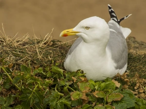 grass, Bird, seagull