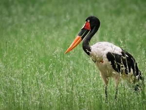 african, grass, Senegalensis, Ephippiorhynchus, stork