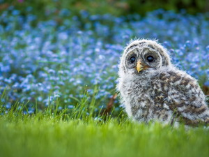 small, Owl, grass, owl