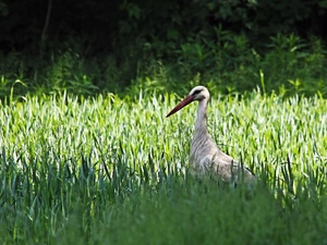 grass, Bird, stork