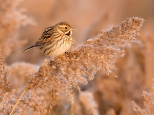 grass, wren, Twigs