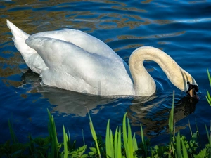 grass, Swans, water