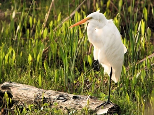 grass, heron, White
