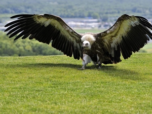 grass, griffon, wings