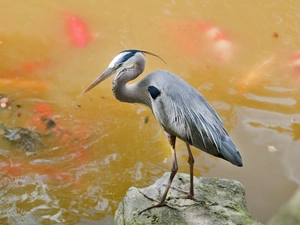 heron, water, Stone, gray