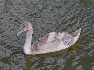 young, Swans, water, Gray