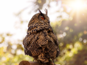 owl, wooden, Block, Great Horned Owl